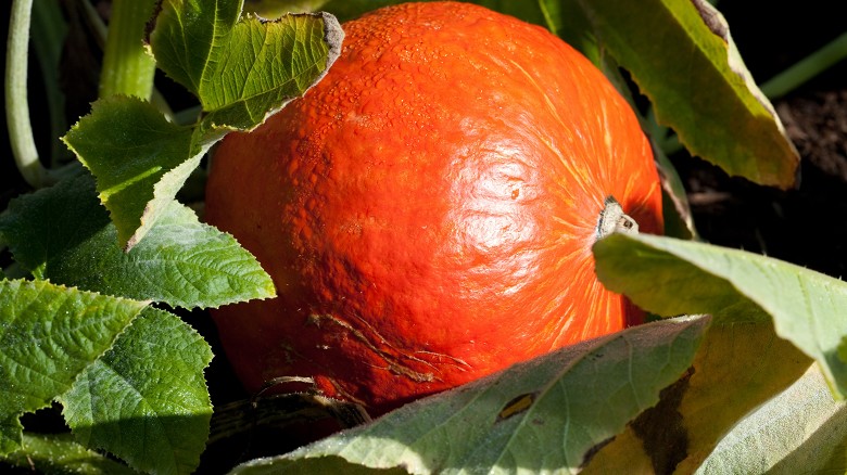 Valbormida d’autunno: la zucca di Rocchetta